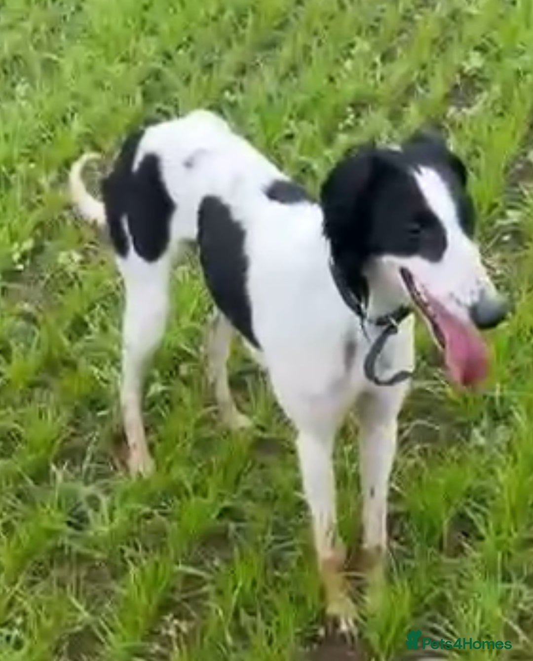 Mixed Breed dogs for sale: Saluki greyhound  - Image 5