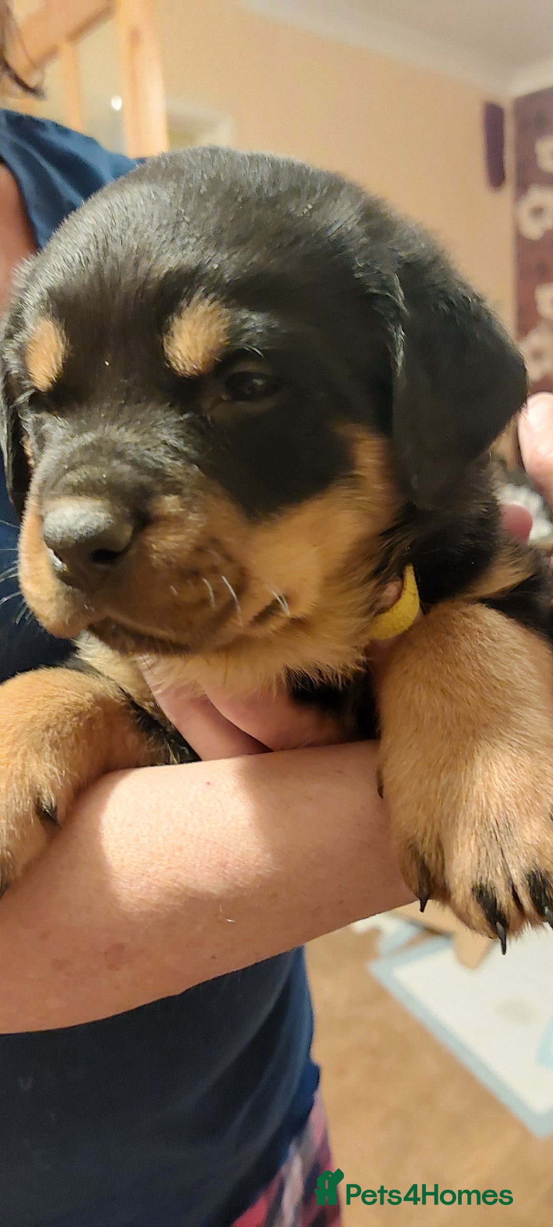 Rottweiler dogs for sale: Kc registered chunky pups - Advert 9