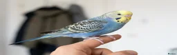 Budgerigars birds for sale: Budgies 2 months 4 Months and 6 months old  - Advert 6