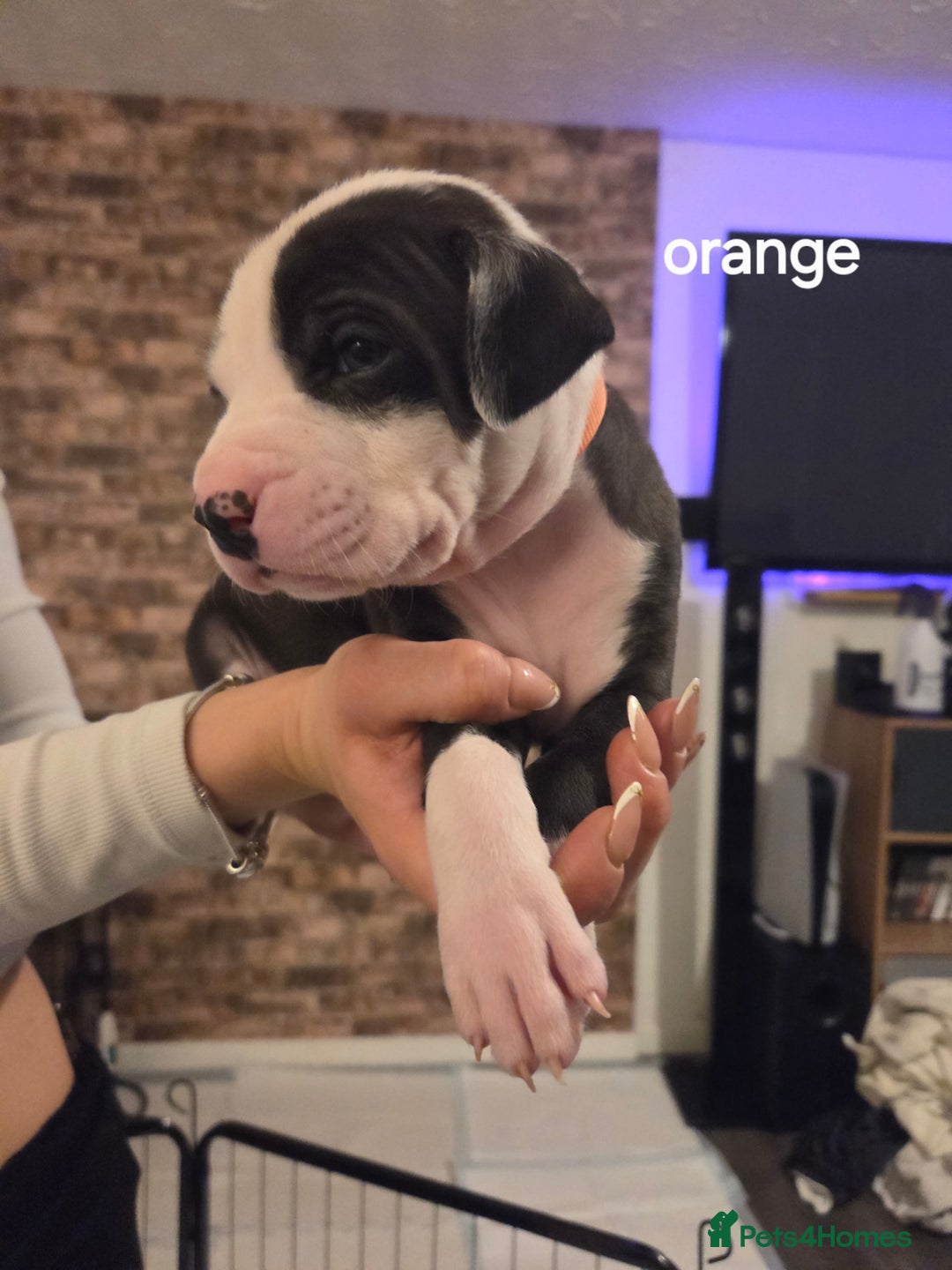 American Bulldog dogs for sale: AMERICAN BULLDOGS PURE BREEDS  - Advert 19