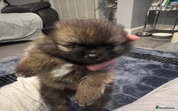 Pomeranian dogs for sale: Pomeranian puppy’s  - Image 10