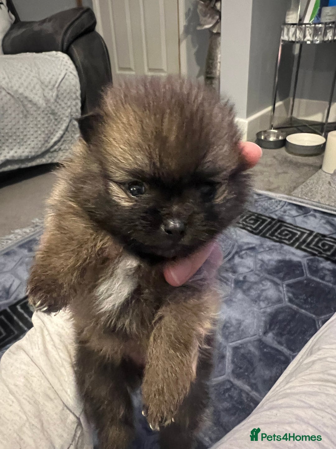 Pomeranian dogs for sale: Pomeranian puppy’s  - Image 10