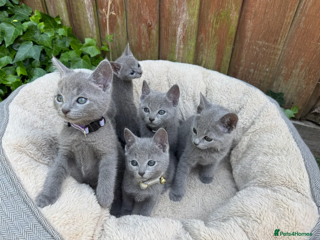 Russian Blue cats for sale: Pure Russian Blue Kittens - Advert 1