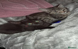 Domestic Shorthair cats for sale: 3 female kittens  - Image 10