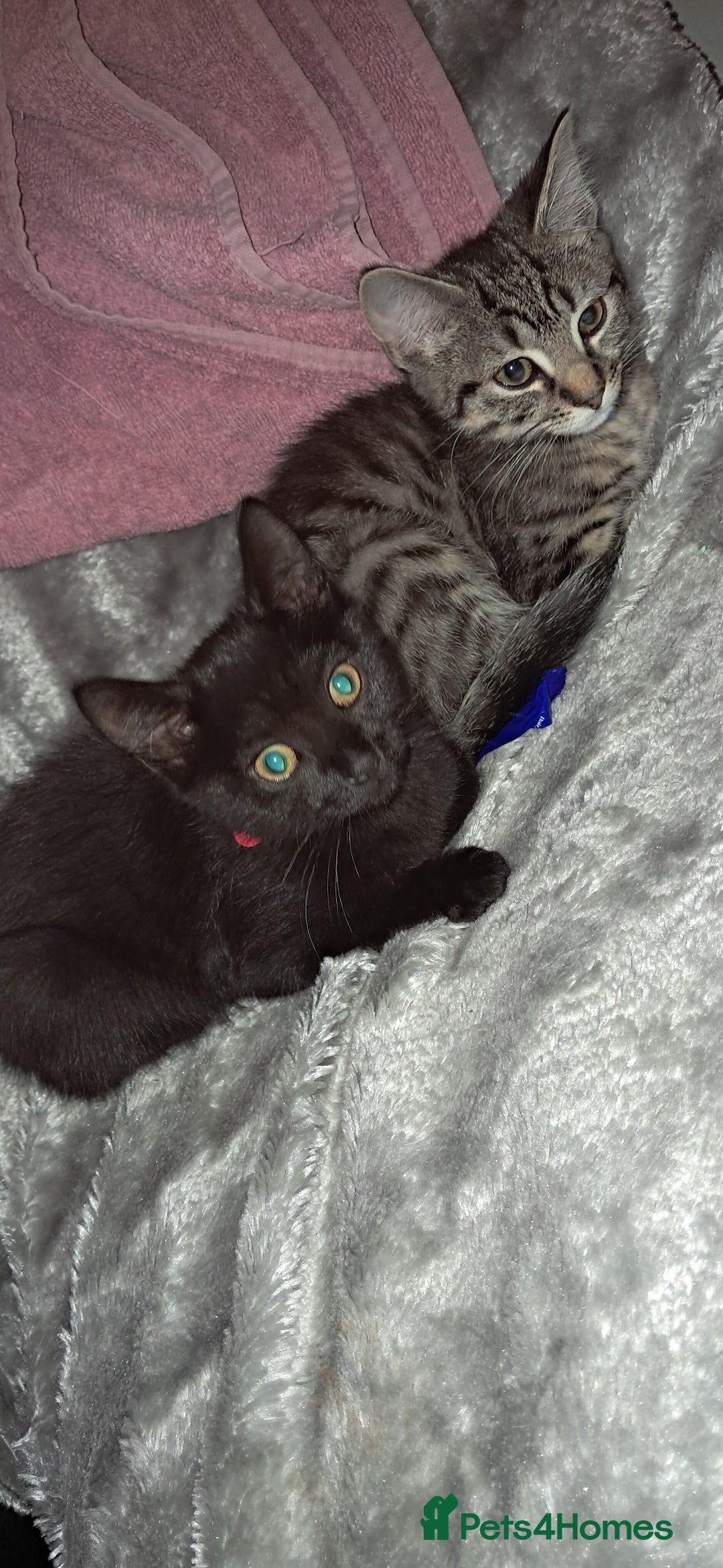 Domestic Shorthair cats for sale: 3 female kittens  - Image 10