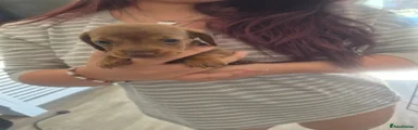 Miniature Dachshund 1
