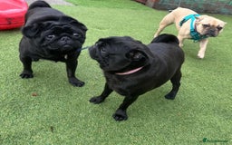 Pug dogs for sale: Female pug  - Advert 3