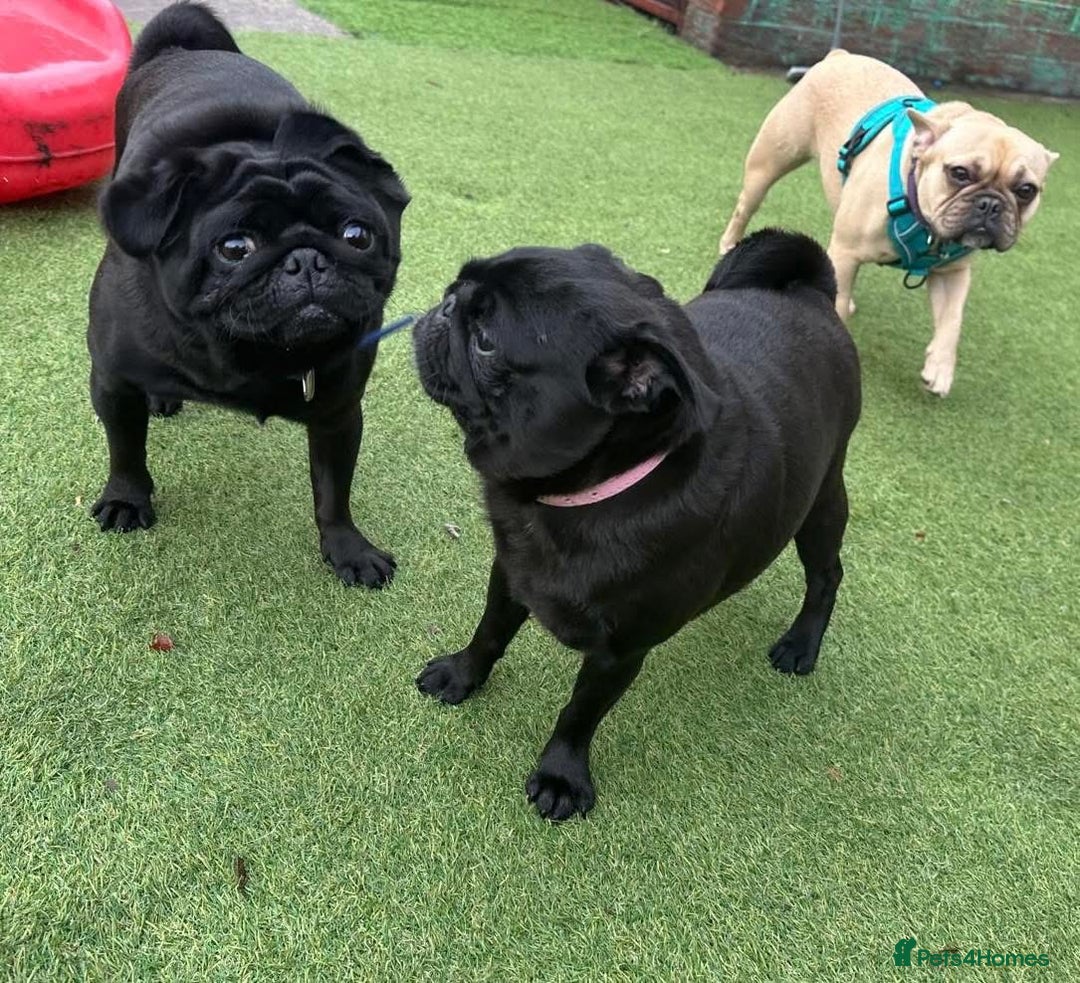 Pug dogs for sale: Female pug  - Advert 3
