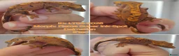 Gecko reptiles for sale: Juvinile Crested Geckos various morphs  - Advert 7