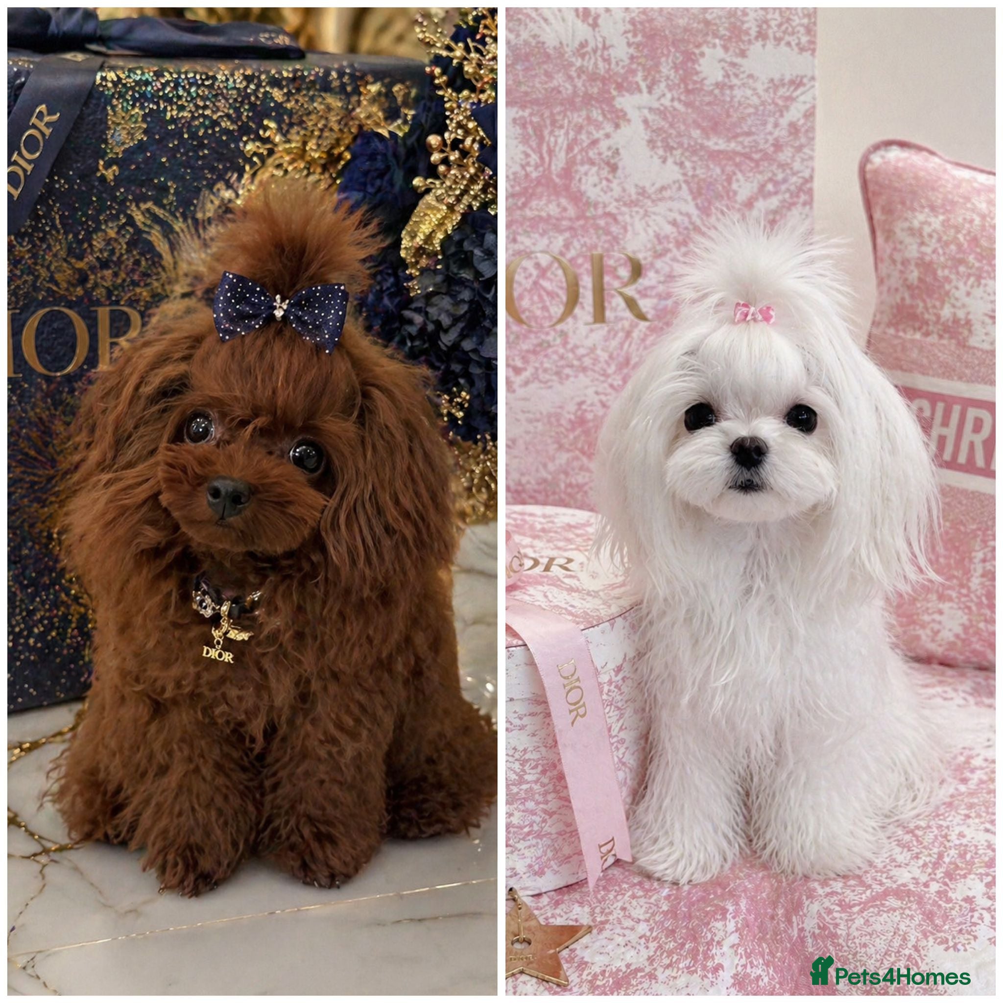 Maltipoo dogs Tiny Asian Poodle Dad  & Korea Maltese Mum 🫠 - Advert 4