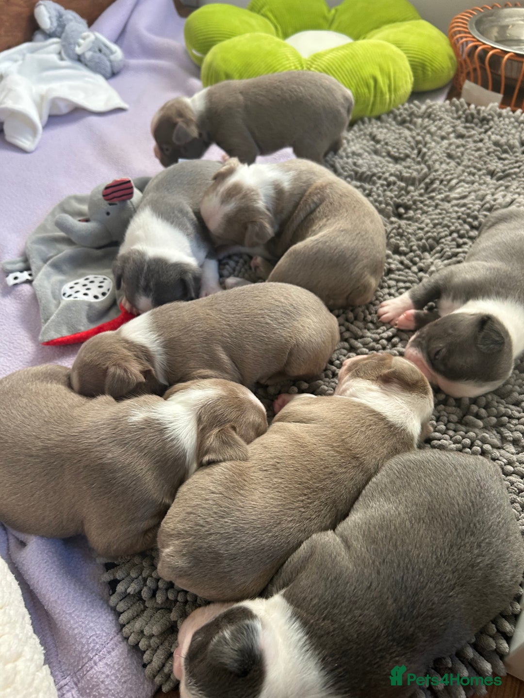 Boston Terrier dogs for sale: Stunning KC registered litter - Image 13