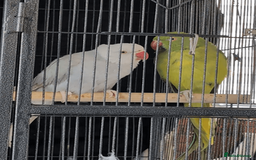 Ringnecks birds for sale: Ringnecks x2 Female's + Large cage - Image 3