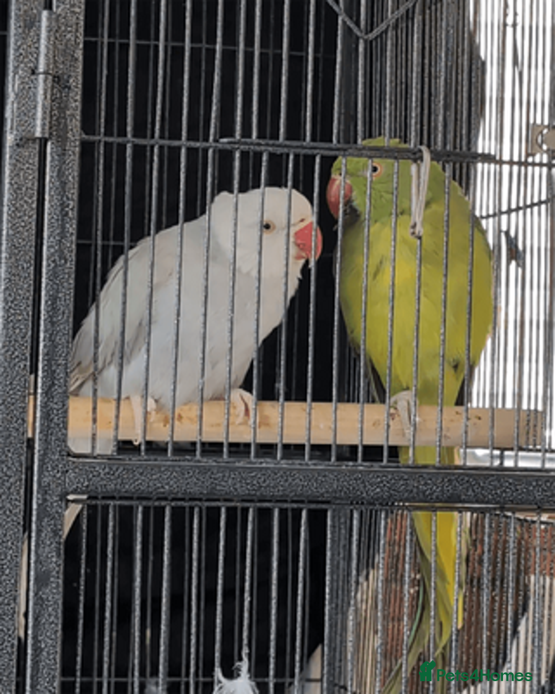 Ringnecks birds for sale: Ringnecks x2 Female's + Large cage - Image 3