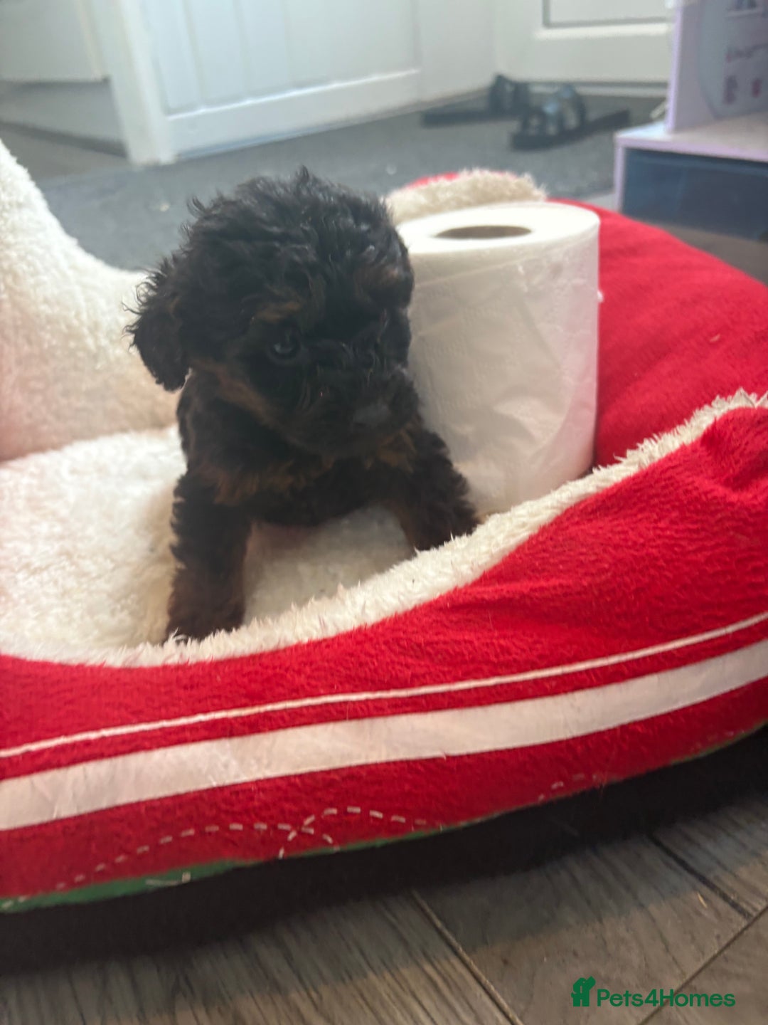 Cockapoo dogs for sale: Cockapoo puppies  - Image 5