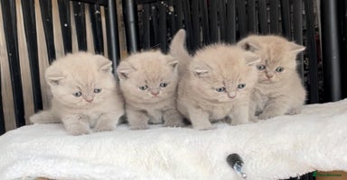British Shorthair cats - Advert 10