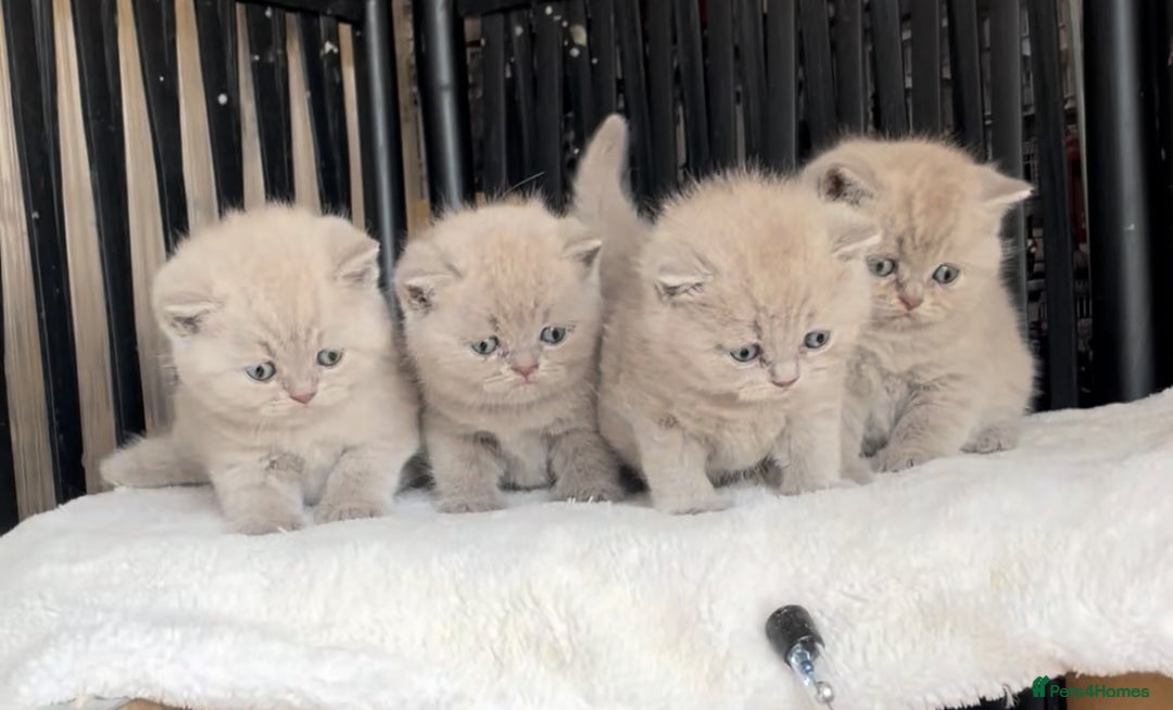 British Shorthair cats for sale:  Absolutely Beautiful BSH Champion Line kittens  - Image 2