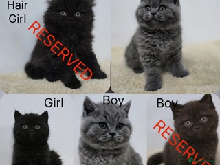 British Shorthair cats Gorgeous British Shorthair & Longhair Kittens - Advert 4
