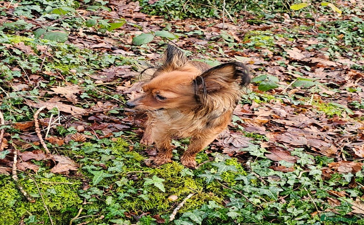 Russian Toy Terrier dogs Russian toy puppies  - Advert 2