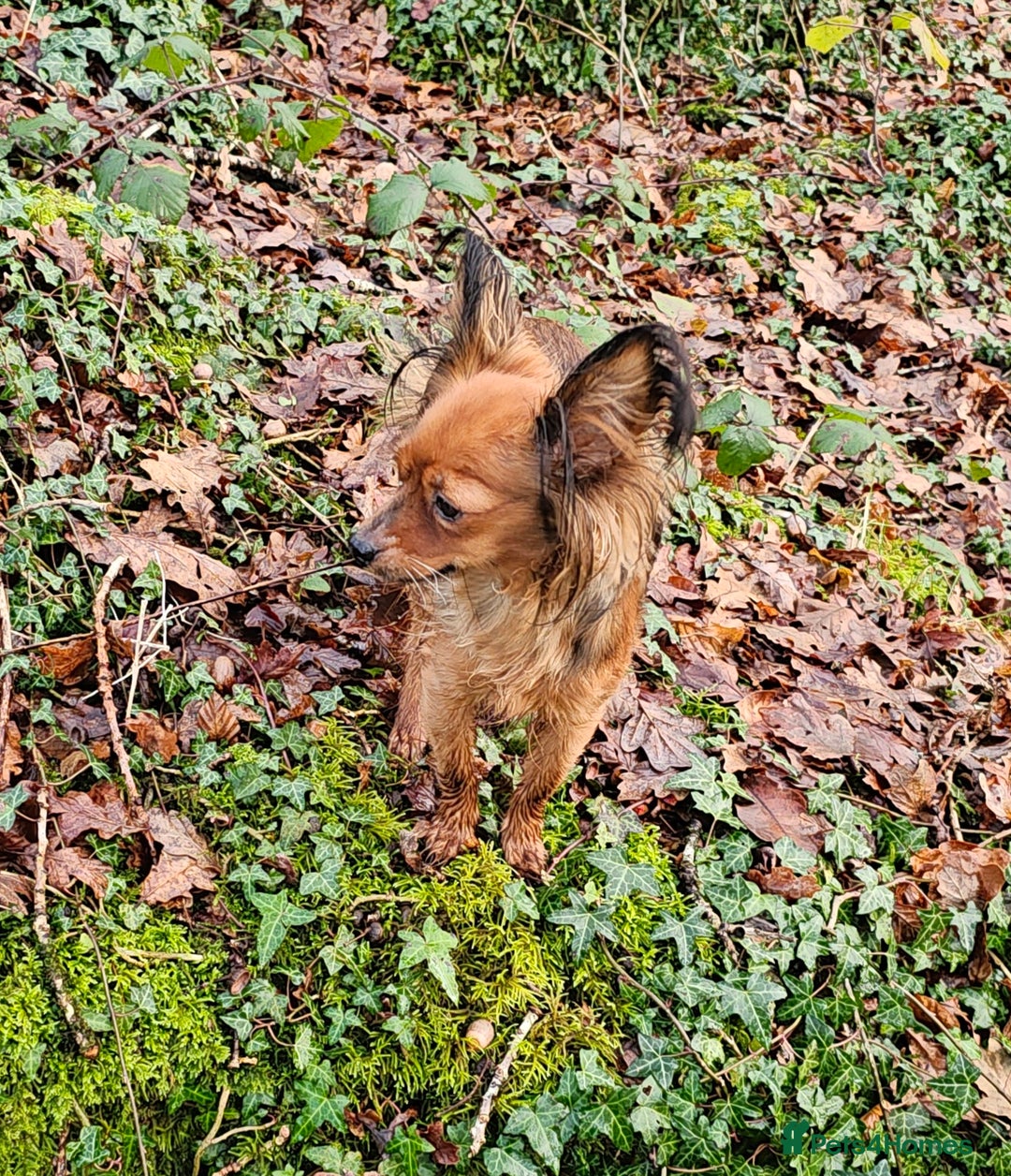 Russian Toy Terrier dogs for sale: Russian toy puppies  - Advert 2