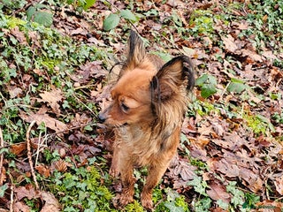 Russian Toy Terrier dogs Russian toy puppies - Advert 13