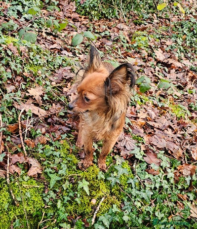 Russian Toy Terrier dogs Russian toy puppies - Advert 2