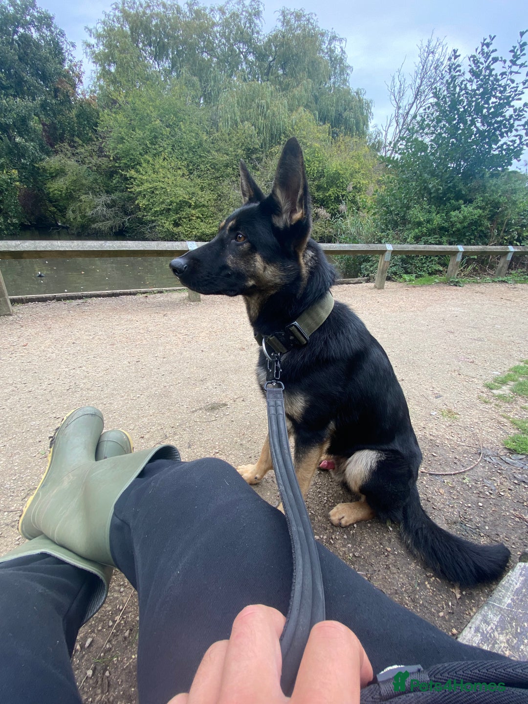 German Shepherd dogs for stud: Working line German Shepherd - Advert 4