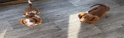 Miniature Dachshund dogs for sale: Long haired miniature Dachshund puppies - Advert 5