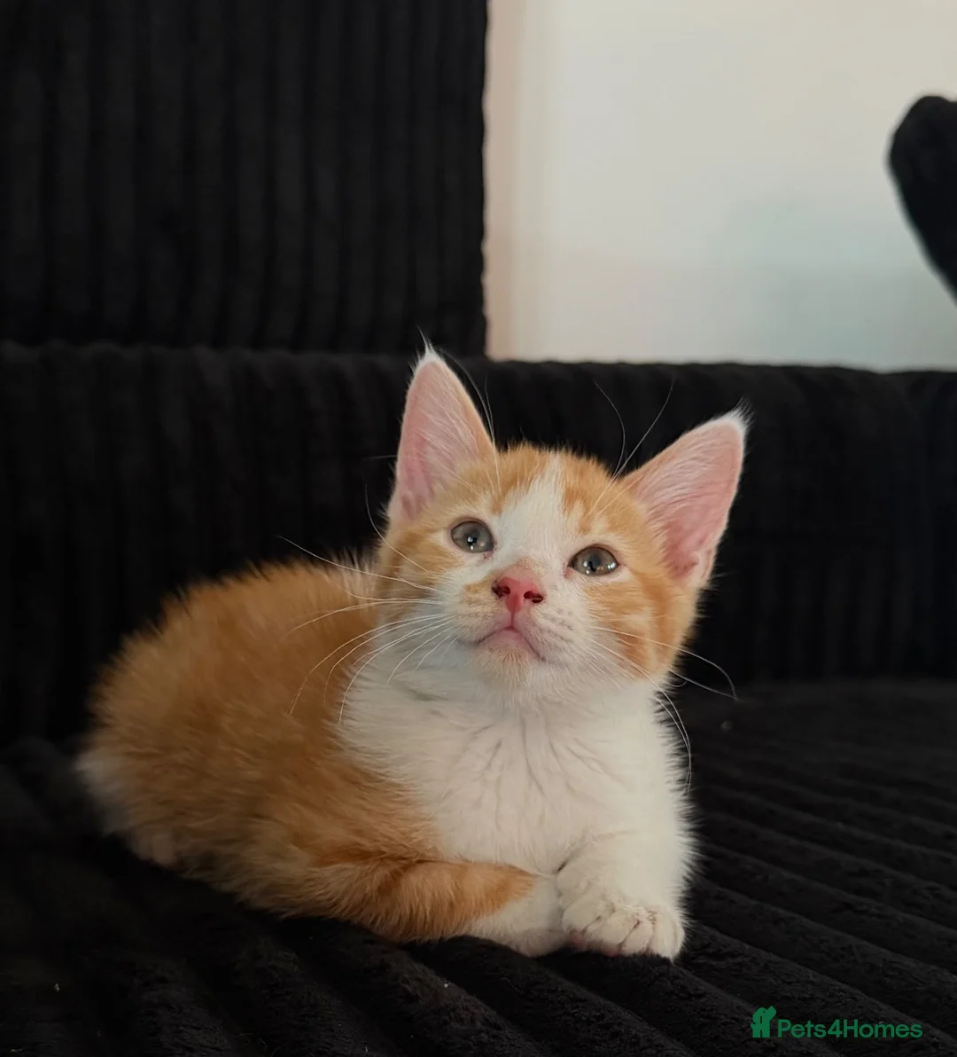 Mixed Breed cats for sale: 2 male kittens  - Advert 2