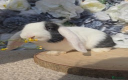 Mini Lop rabbits for sale: Mini Lop Rabbits Doe & very Playful Buck - Image 2