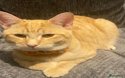 Mixed Breed cats for sale: 2 cats Includes £250 litter machine free  - Image 2