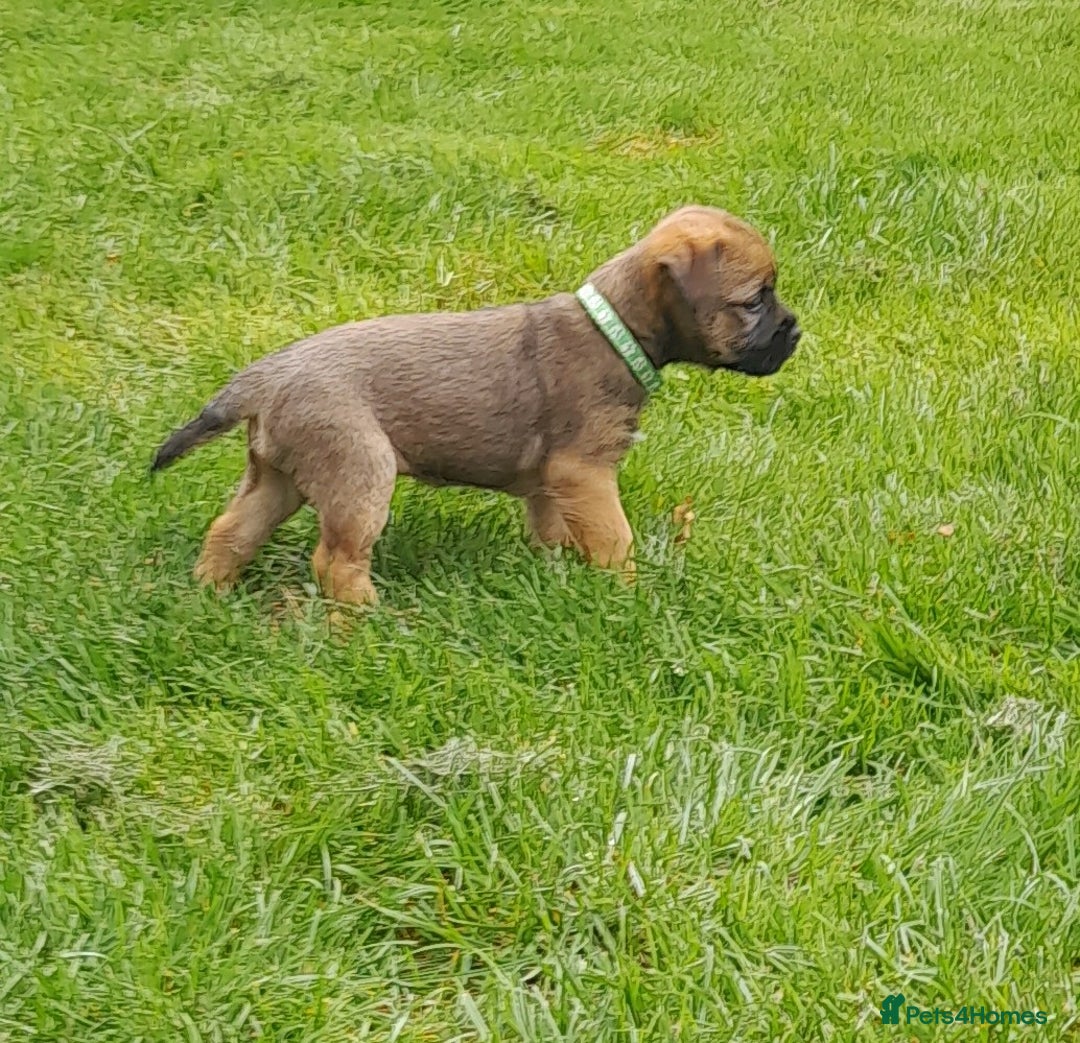 Border Terrier dogs for sale: 2 border terrier girls - Image 2