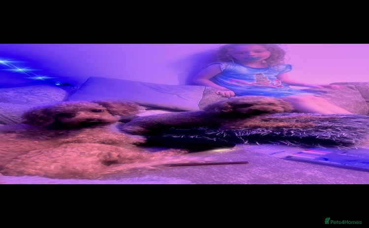 Cockapoo dogs bella wand waffle - Advert 1