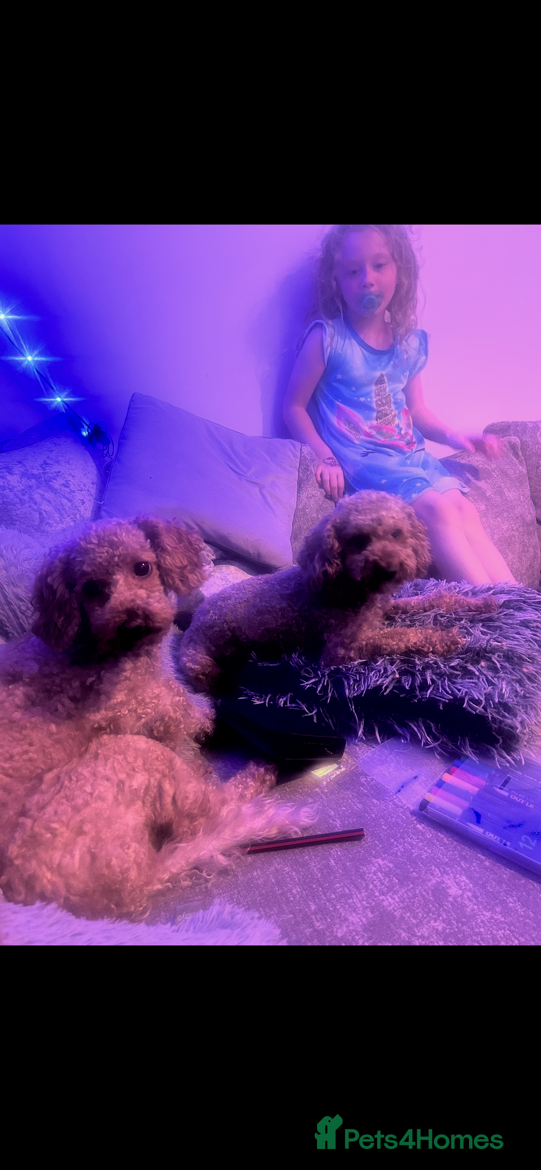 Cockapoo dogs for sale: bella wand waffle - Advert 1