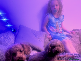 Cockapoo dogs bella wand waffle - Advert 1