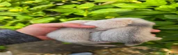 Ferret rodents for sale: Working/pet Ferret kits in Keighley - Advert 2