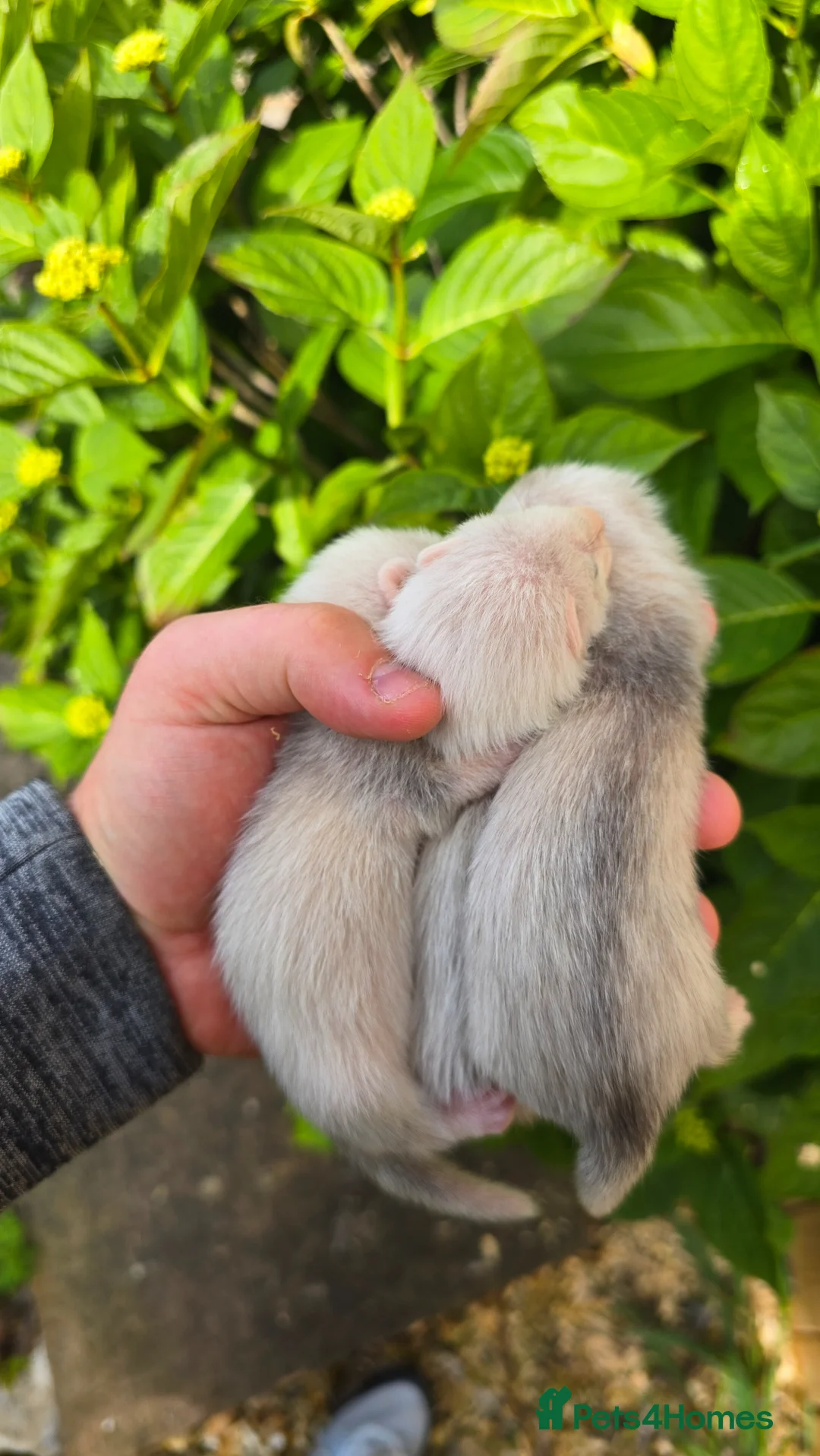 Ferret rodents for sale: Working/pet Ferret kits in Keighley - Advert 2