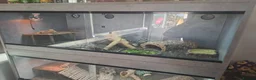Bearded Dragon reptiles for sale:  2 Male bearded dragon + 1 female dragon  - Advert 10