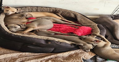 Italian Greyhound dogs - Advert 2