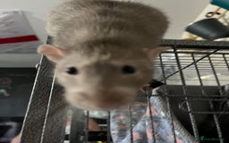 Rat rodents for sale: 2 male rats + cage and accessories  - Image 9