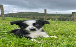 Border Collie dogs for sale: READY NOW quality Border Collie Boys  - Image 1