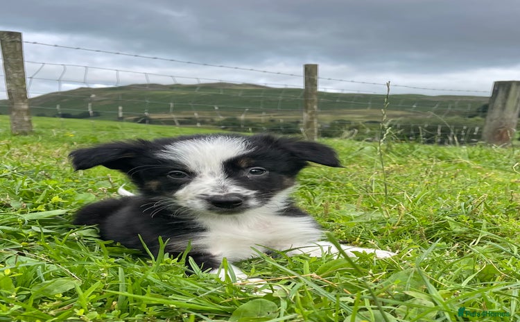 Border Collie dogs - Advert 6
