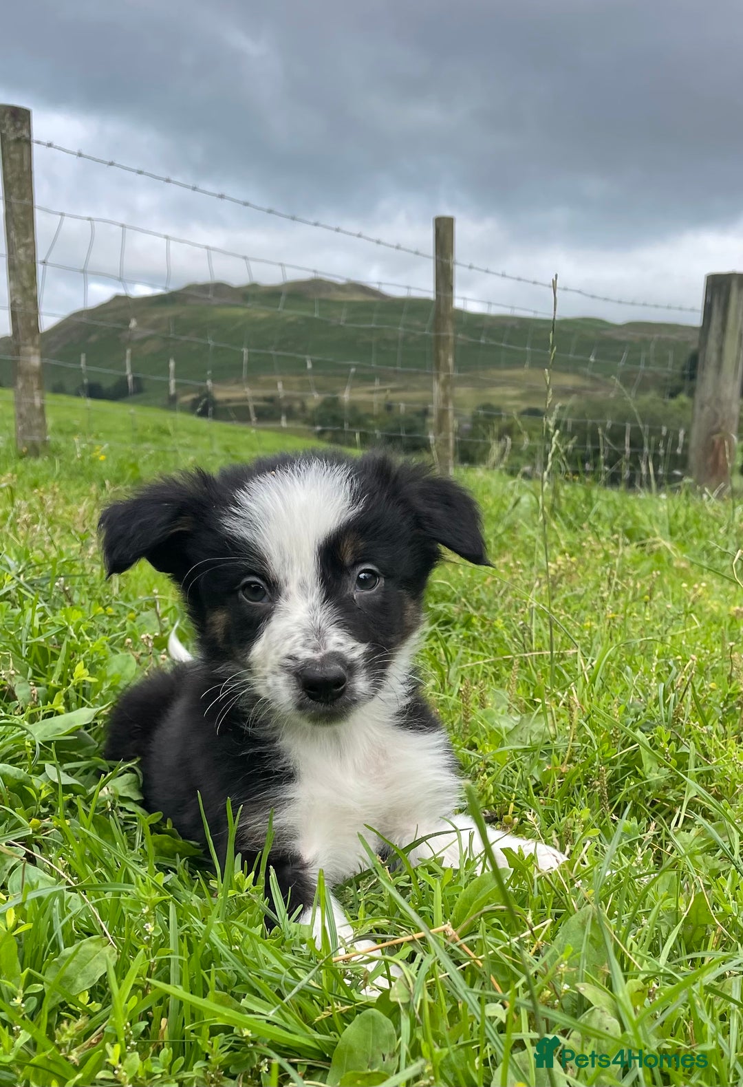 Border Collie dogs for sale: READY NOW quality Border Collie Boys  - Image 1