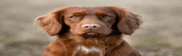Cocker Spaniel dogs for sale: Working cocker spaniel puppies in Stratford-upon-Avon - Advert 4