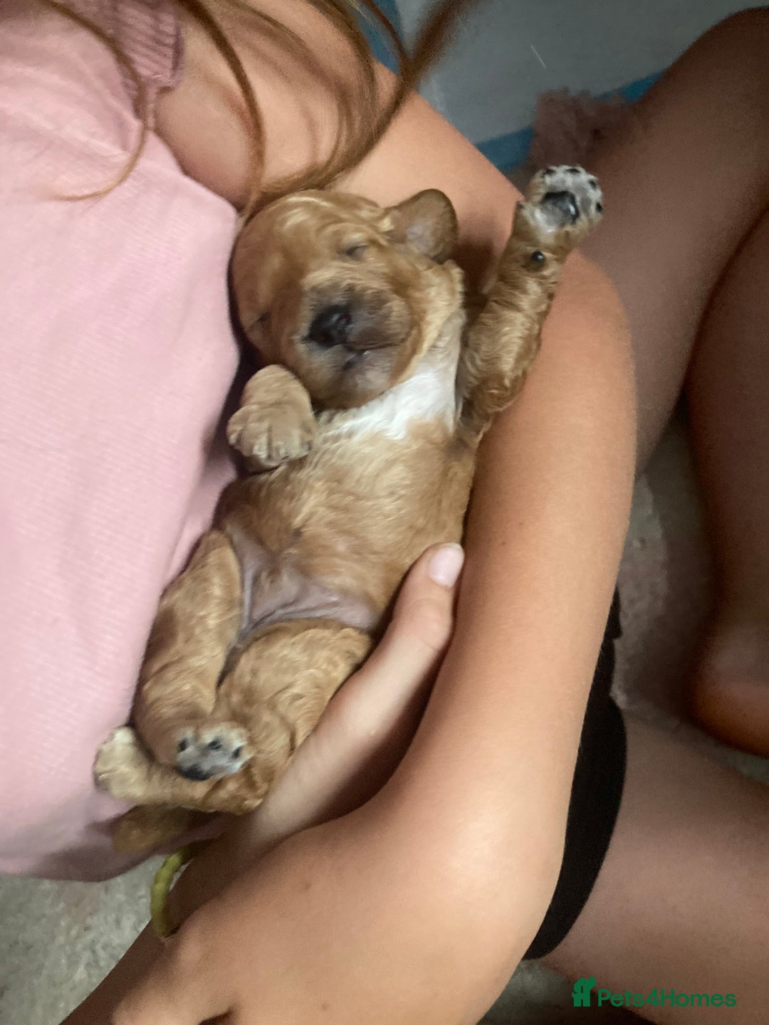 Cavapoo dogs for sale: 14 week old male Cavapoo puppy - Image 14