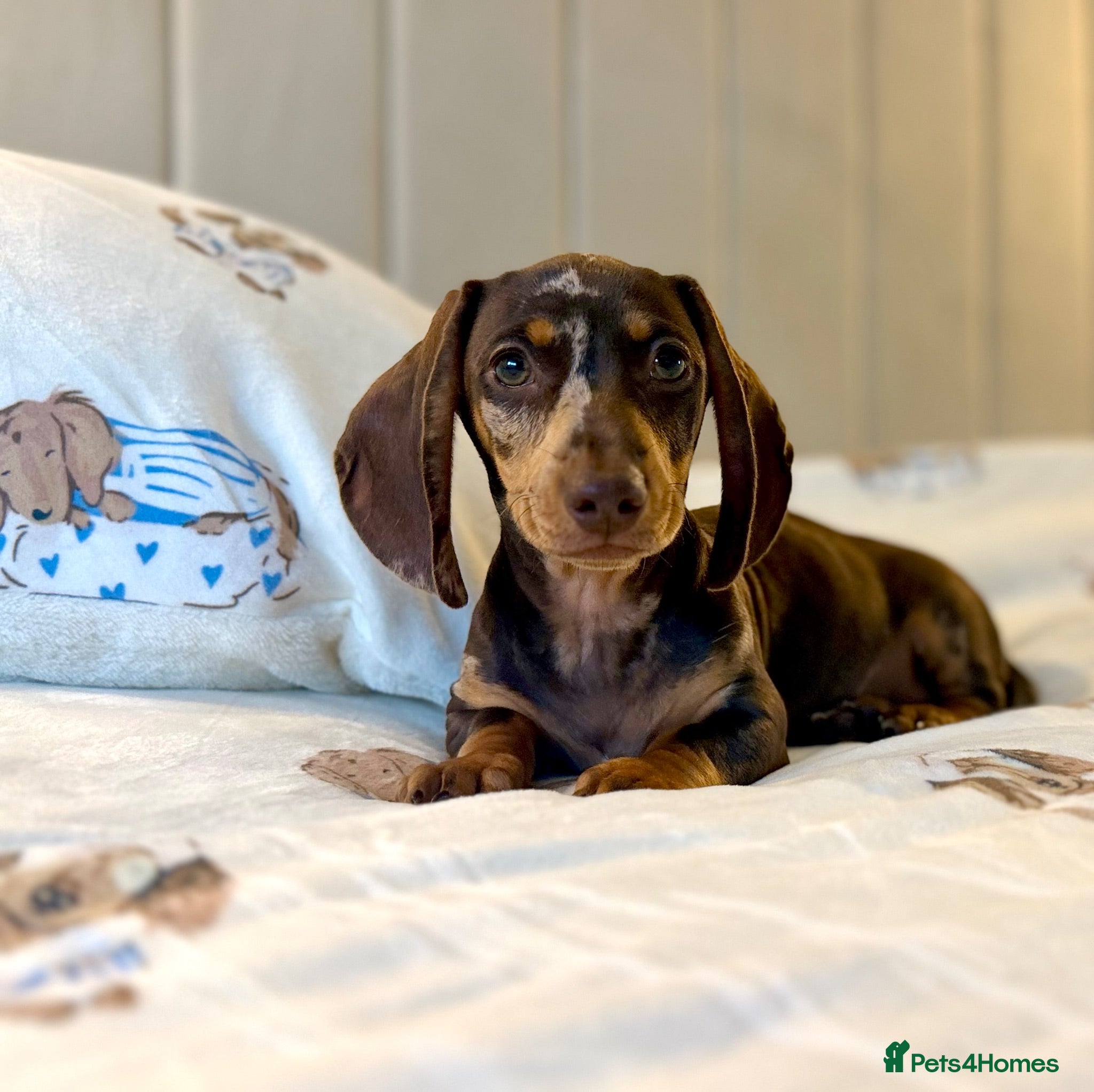Miniature Dachshund dogs  🐾 READY NOW full panel health clear kc  - Advert 1