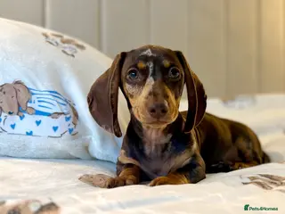 Miniature Dachshund dogs 🐾 READY NOW full panel health clear kc - Advert 1