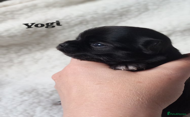 Chihuahua dogs ❤️‍🔥Dna tested parents❤️‍🔥Long-coat 2boys 2girls - Advert 1