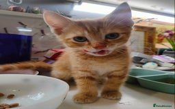 Domestic Shorthair cats for sale: Last of the litter ginger kitten ready to go - Image 10