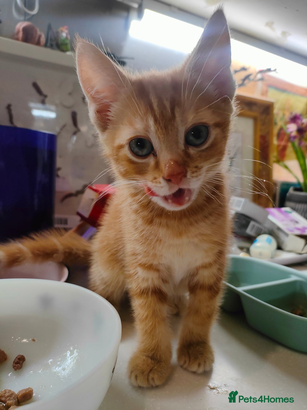 Domestic Shorthair cats for sale: Last of the litter ginger kitten ready to go - Image 10
