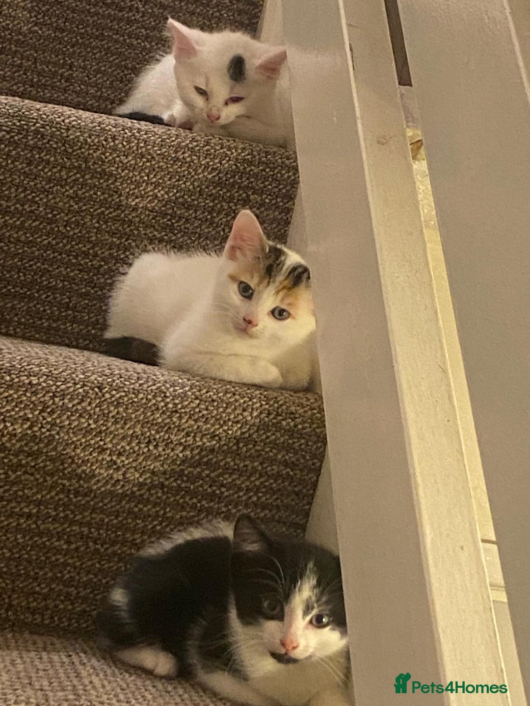 Abyssinian cats for sale: 4 Kitten - Image 5